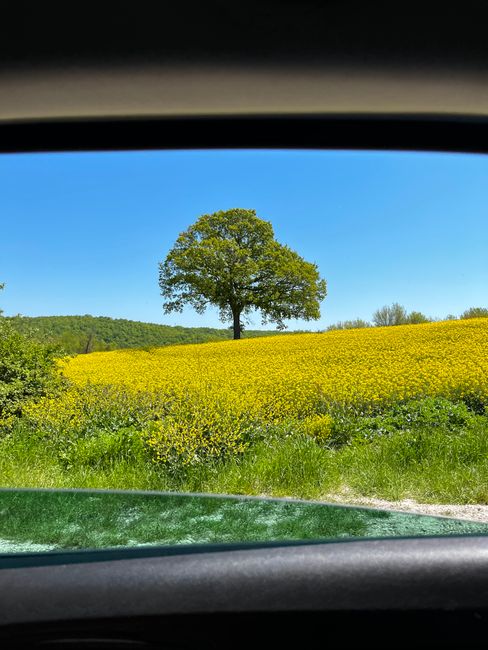 View through a vehicle's front windscreen showing a rural landscape with a large, solitary tree positioned on a gentle hilltop. The tree has a full canopy of green leaves, contrasting against the clear, bright blue sky. Below the tree, there is a field of yellow flowering plants, likely rapeseed or similar, stretching across the scene. The lower part of the image includes the edge of the vehicle's dashboard and a portion of the windshield, indicating the photo was taken from inside a moving vehicle. This outdoor scene is characteristic of countryside areas suitable for home relocations or moving logistics, with natural scenery and open space visible for planning moves or transportation amid rural surroundings. The image is used in the context of [PAGE_TITLE], highlighting the importance of understanding local terrain and environment in the moving process, as reflected in the natural landscape captured through the vehicle window.