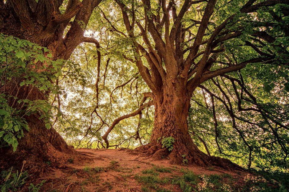 A large mature tree with a thick, textured bark trunk and extensive branches stretches overhead against a bright sky, with sunlight filtering through dense green foliage. The tree is situated on a patch of reddish-brown soil with exposed roots, and surrounding greenery includes smaller plants and leaves. This outdoor scene captures a peaceful, natural environment, which is part of a residential or park setting. The image emphasizes the tree's size and canopy, providing a scenic backdrop relevant to the concept of home relocation or outdoor furniture transport, as seen in professional removals services such as Man with Van Old Oak Common.