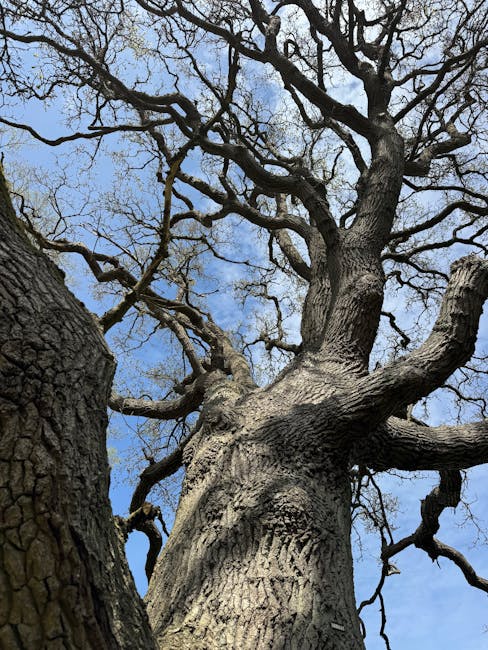 A large mature tree with a thick, textured bark trunk and extensive branches stretches overhead against a bright sky, with sunlight filtering through dense green foliage. The tree is situated on a patch of reddish-brown soil with exposed roots, and surrounding greenery includes smaller plants and leaves. This outdoor scene captures a peaceful, natural environment, which is part of a residential or park setting. The image emphasizes the tree's size and canopy, providing a scenic backdrop relevant to the concept of home relocation or outdoor furniture transport, as seen in professional removals services such as Man with Van Old Oak Common.