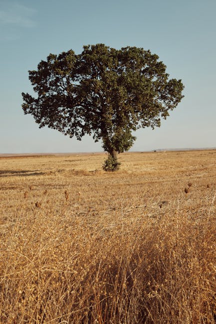A solitary tree with a broad, rounded canopy of dense green leaves stands in the center of a vast, open field with golden-brown tall grass. The tree's trunk is visible at ground level, with the branches spreading out evenly in all directions. The sky above is clear with a soft, light blue hue, indicating a bright day. The landscape surrounding the tree is flat, extending to the horizon where the field meets the sky. The scene is devoid of buildings or other structures, emphasizing the natural setting. This image illustrates a peaceful rural environment, suitable for conveying themes related to home relocation or moving logistics, such as packing, transport, and the process of moving furniture from one location to another, as in the context of house removals.