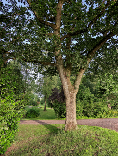 A large mature tree with a thick, textured trunk and sprawling branches covered in dense green foliage located in a landscaped park or garden area. Surrounding the tree are well-maintained grassy lawns, a paved pathway curving behind the tree, and a variety of shrubs and smaller trees in the background. The scene is illuminated by natural daylight, highlighting the vibrant greenery. While this image primarily depicts outdoor scenery, it can be associated with the environment surrounding a residential property where house removals or furniture transport might take place, as handled by a professional service such as Man with Van Old Oak Common. This setting illustrates the natural context for house relocation activities near Old Oak Common, including loading and unloading of furniture or boxes in a peaceful outdoor environment.