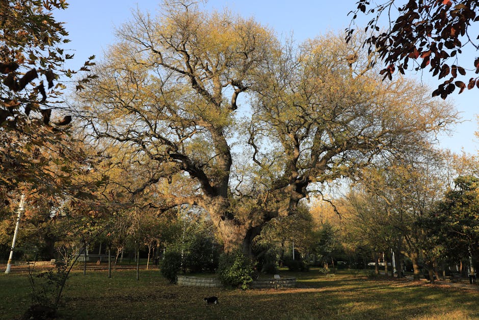 A large deciduous tree with a thick, textured trunk and sprawling branches extending outward and upward, some with budding or sparse leaves in shades of green and light yellow. The tree is situated on a grassy area in a park or garden, with surrounding smaller trees and bushes. The ground has patches of grass and fallen leaves, and a paved circular bench or border surrounds the base of the tree. In the background, there are additional trees and foliage, with a partly cloudy sky overhead. This scene is well-lit by natural daylight, capturing the outdoor environment where house removals or moving services, such as those provided by Man with Van Old Oak Common, might involve establishing suitable packing or loading zones during a home relocation or furniture transport process.